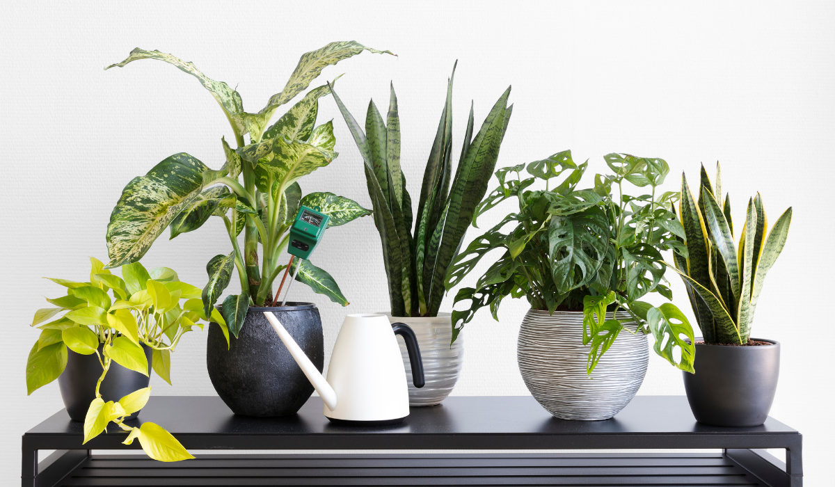 best indoor plants